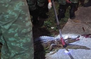 VÍDEO: atropelado no passeio do Mindu, jacaré é resgatado e levado para centro de tratamento