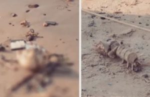 Com seca do rio, ossada humana é encontrada nas margens da Manaus Moderna