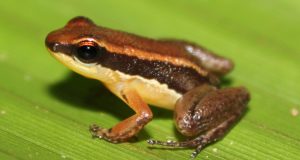 Pesquisa descobre duas novas espécies de sapos no AMAs duas espécies descobertas são anuros do gênero Allobates