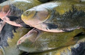 Em 10 meses, Amazonas registrou 106 casos de ‘urina preta’Dois casos compatíveis com a doença estão internados, dos quais 1 em Manaus e 1 em Parintins