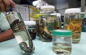 Saúde alerta para prevenção a acidentes com animais peçonhentos no AmazonasEm 2022 (até novembro), foram 2.870 registros de acidentes pela FVS-RCP