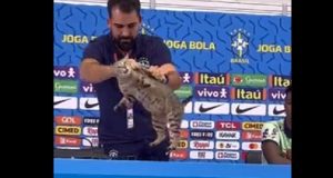 Fórum entra com ação contra a CBF por maus-tratos de gato na Copa