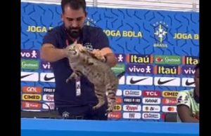 Fórum entra com ação contra a CBF por maus-tratos de gato na Copa