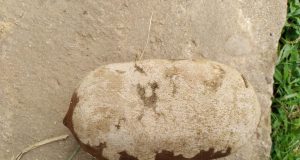 Adaf proíbe trânsito de cacau e cupuaçu oriundos de municípios com focos de monilíaseA praga atinge as plantações causando perdas de até 100% dos frutos