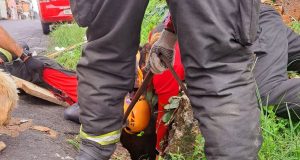 Bombeiros resgatam cão que caiu em bueiro no bairro Nova EsperançaCaso foi registrado na manhã desta quinta-feira