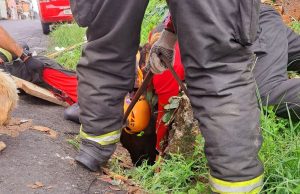Bombeiros resgatam cão que caiu em bueiro no bairro Nova EsperançaCaso foi registrado na manhã desta quinta-feira