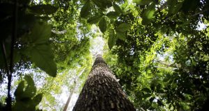 Programa vai formar empreendedores que apoiem a Floresta AmazônicaInscrições serão abertas no próximo dia 13