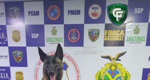 Base Arpão: Cadela policial Havana fareja droga em embarcaçãoAgentes apreendem 11kg de skunk durante abordagem a embarcação