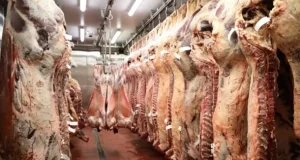 China concorda em retomar importações de carne bovina do BrasilAs vendas de carne bovina para a China foram suspensas voluntariamente pelas autoridades brasileiras em fevereiro de 2022.