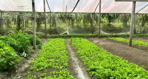 Com apoio da ADS, Projeto de Assentamento Tarumã Mirim poderá aumentar produção agrícola em 80%Associação poderá aumentar produção de hortaliças em 80%
