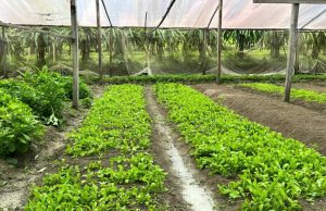 Com apoio da ADS, Projeto de Assentamento Tarumã Mirim poderá aumentar produção agrícola em 80%Associação poderá aumentar produção de hortaliças em 80%