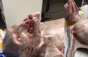 Criatura encontrada no Rio Madeira é falsa A criatura filmada não passa de um boneco criado artificialmente. Criatura encontrada no Rio Madeira