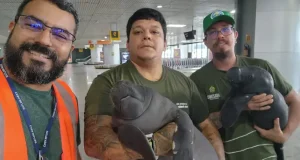 Parintins: Dois filhotes de peixe-boi são resgatados com apoio da SemaEquipe recebeu denúncia de moradores durante ação itinerante do castramóvel no município.