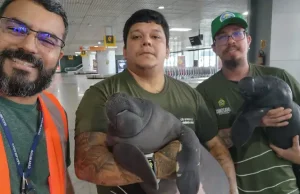 Parintins: Dois filhotes de peixe-boi são resgatados com apoio da SemaEquipe recebeu denúncia de moradores durante ação itinerante do castramóvel no município.