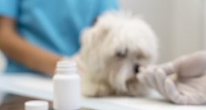 PL que institui programa Farmácia Solidária para animais avança na CMMO objetivo do projeto é auxiliar ONGs, protetores, cuidadores, associações e famílias de baixa renda no tratamento adequado aos animais. PL que institui programa Farmácia Solidária para animais avança na CMM