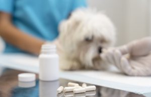 PL que institui programa Farmácia Solidária para animais avança na CMMO objetivo do projeto é auxiliar ONGs, protetores, cuidadores, associações e famílias de baixa renda no tratamento adequado aos animais. PL que institui programa Farmácia Solidária para animais avança na CMM