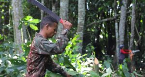 Adaf prossegue no combate à praga monilíase no Alto SolimõesAtividades passam por auditoria do Mapa e têm apoio do Exército, Idam e Prefeituras. Adaf prossegue no combate à praga monilíase no Alto Solimões
