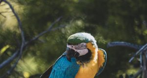 Amazonastur ressalta importância de proteção aos animais no turismoLei que pune quem explora ou faz uso comercial de imagem de animal silvestre completa 15 anos, no sábado (22/07) Amazonastur ressalta importância de proteção aos animais no turismo