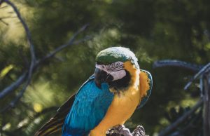 Amazonastur ressalta importância de proteção aos animais no turismoLei que pune quem explora ou faz uso comercial de imagem de animal silvestre completa 15 anos, no sábado (22/07) Amazonastur ressalta importância de proteção aos animais no turismo