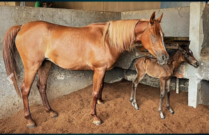Polícia Militar registra nascimento de potro no CPEA  égua, que faz parte da corporação, entrou em trabalho de parto no último final de semana Polícia Militar registra nascimento de potro no CPE