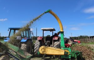 Sepror participa de ação sobre experimento de ensilagem e silagem do capim BRS Sepror participa de ação sobre experimento de ensilagem e silagem do capim BRS