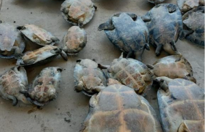 Em Beruri, Polícia Civil indicia dupla por comercialização de quelôniosForam apreendidos em torno de 22 répteis entre tartarugas e tracajás. Em Beruri, Polícia Civil indicia dupla por comercialização de quelônios