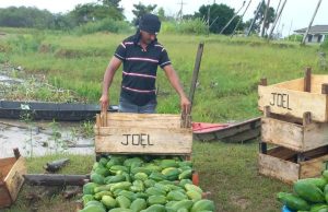 Governo do Amazonas escoa mais de 500 toneladas de produtos regionais pelo Programa Balcão de AgronegóciosA ação realizada desde janeiro já movimentou R$ 1,4 milhão. Governo do Amazonas escoa mais de 500 toneladas de produtos regionais pelo Programa Balcão de Agronegócios