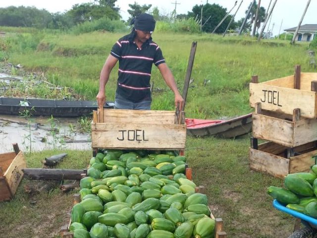 Governo do Amazonas escoa mais de 500 toneladas de produtos regionais pelo Programa Balcão de Agronegócios