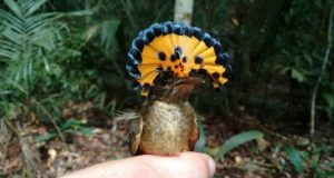 Pesquisa considera manejo florestal sustentável como alternativa viável para a conservação da biodiversidadeO estudo recebeu apoio do Governo do Amazonas por meio do Programa Fixam, fomentado pela Fapeam. Pesquisa considera manejo florestal sustentável como alternativa viável para a conservação da biodiversidade