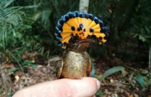 Pesquisa considera manejo florestal sustentável como alternativa viável para a conservação da biodiversidadeO estudo recebeu apoio do Governo do Amazonas por meio do Programa Fixam, fomentado pela Fapeam. Pesquisa considera manejo florestal sustentável como alternativa viável para a conservação da biodiversidade