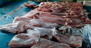 Polícia prende dupla por crime ambientalCom os acusados foram encontrados quelônios, pescado e carnes de caça. Polícia prende dupla por crime ambiental