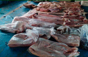 Polícia prende dupla por crime ambientalCom os acusados foram encontrados quelônios, pescado e carnes de caça. Polícia prende dupla por crime ambiental