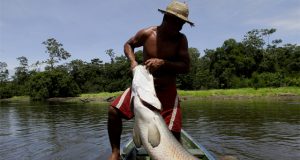 Publicado edital para habilitar manejadores de pirarucu no AmazonasPoderão participar pescadores, cooperativas e associações de manejo sustentável, autorizados pelos órgãos competentes. Publicado edital para habilitar manejadores de pirarucu no Amazonas