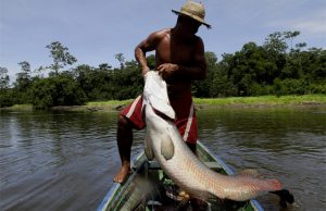 Publicado edital para habilitar manejadores de pirarucu no AmazonasPoderão participar pescadores, cooperativas e associações de manejo sustentável, autorizados pelos órgãos competentes. Publicado edital para habilitar manejadores de pirarucu no Amazonas