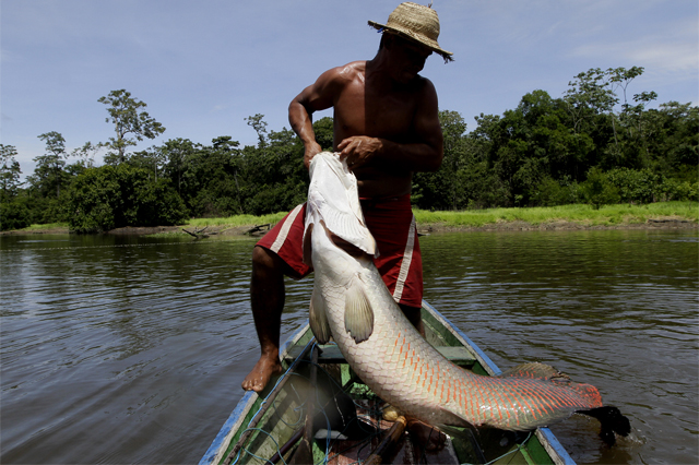 Publicado edital para habilitar manejadores de pirarucu no Amazonas Publicado edital para habilitar manejadores de pirarucu no Amazonas
