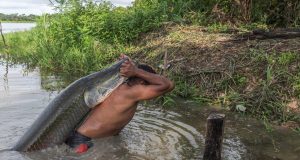 Teatro Amazonas recebe lançamento do filme ‘Pirarucu – o respiro da Amazônia’, neste domingoObra audiovisual sobre o manejo sustentável da espécie será exibida com entrada gratuita. Teatro Amazonas recebe lançamento do filme ‘Pirarucu – o respiro da Amazônia’, neste domingo
