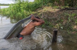 Teatro Amazonas recebe lançamento do filme ‘Pirarucu – o respiro da Amazônia’, neste domingoObra audiovisual sobre o manejo sustentável da espécie será exibida com entrada gratuita. Teatro Amazonas recebe lançamento do filme ‘Pirarucu – o respiro da Amazônia’, neste domingo
