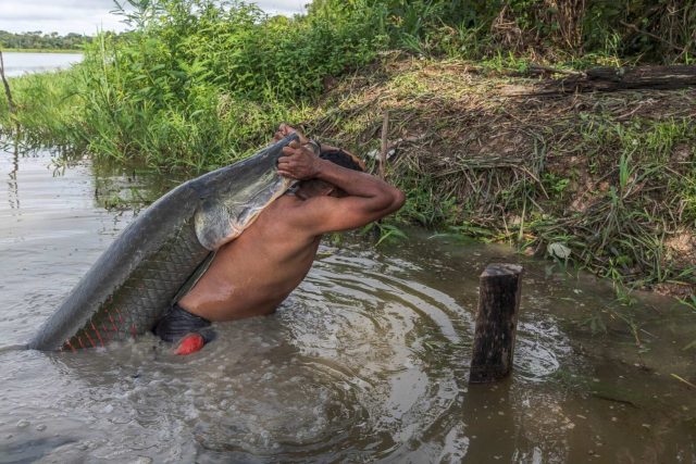 Teatro Amazonas recebe lançamento do filme ‘Pirarucu – o respiro da Amazônia’, neste domingo