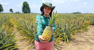 Em Itacoatiara, Idam amplia conhecimento de produtores de abacaxiO Dia de Campo do Abacaxi proporcionou acesso à metodologia utilizada na produção deste fruto. Em Itacoatiara, Idam amplia conhecimento de produtores de abacaxi