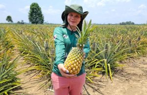 Em Itacoatiara, Idam amplia conhecimento de produtores de abacaxiO Dia de Campo do Abacaxi proporcionou acesso à metodologia utilizada na produção deste fruto. Em Itacoatiara, Idam amplia conhecimento de produtores de abacaxi