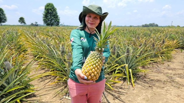 Em Itacoatiara, Idam amplia conhecimento de produtores de abacaxi 2 Em Itacoatiara, Idam amplia conhecimento de produtores de abacaxi