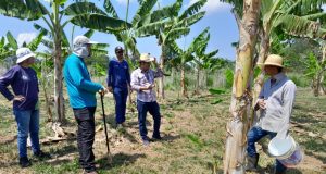 Em Manacapuru, Idam implementa Unidade Demonstrativa de guaraná para estimular produção localA propriedade selecionada será referência para boas práticas de cultivo aos agricultores familiares da região. Em Manacapuru, Idam implementa Unidade Demonstrativa de guaraná para estimular produção local