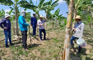 Em Manacapuru, Idam implementa Unidade Demonstrativa de guaraná para estimular produção localA propriedade selecionada será referência para boas práticas de cultivo aos agricultores familiares da região. Em Manacapuru, Idam implementa Unidade Demonstrativa de guaraná para estimular produção local