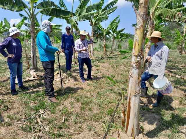 Em Manacapuru, Idam implementa Unidade Demonstrativa de guaraná para estimular produção local