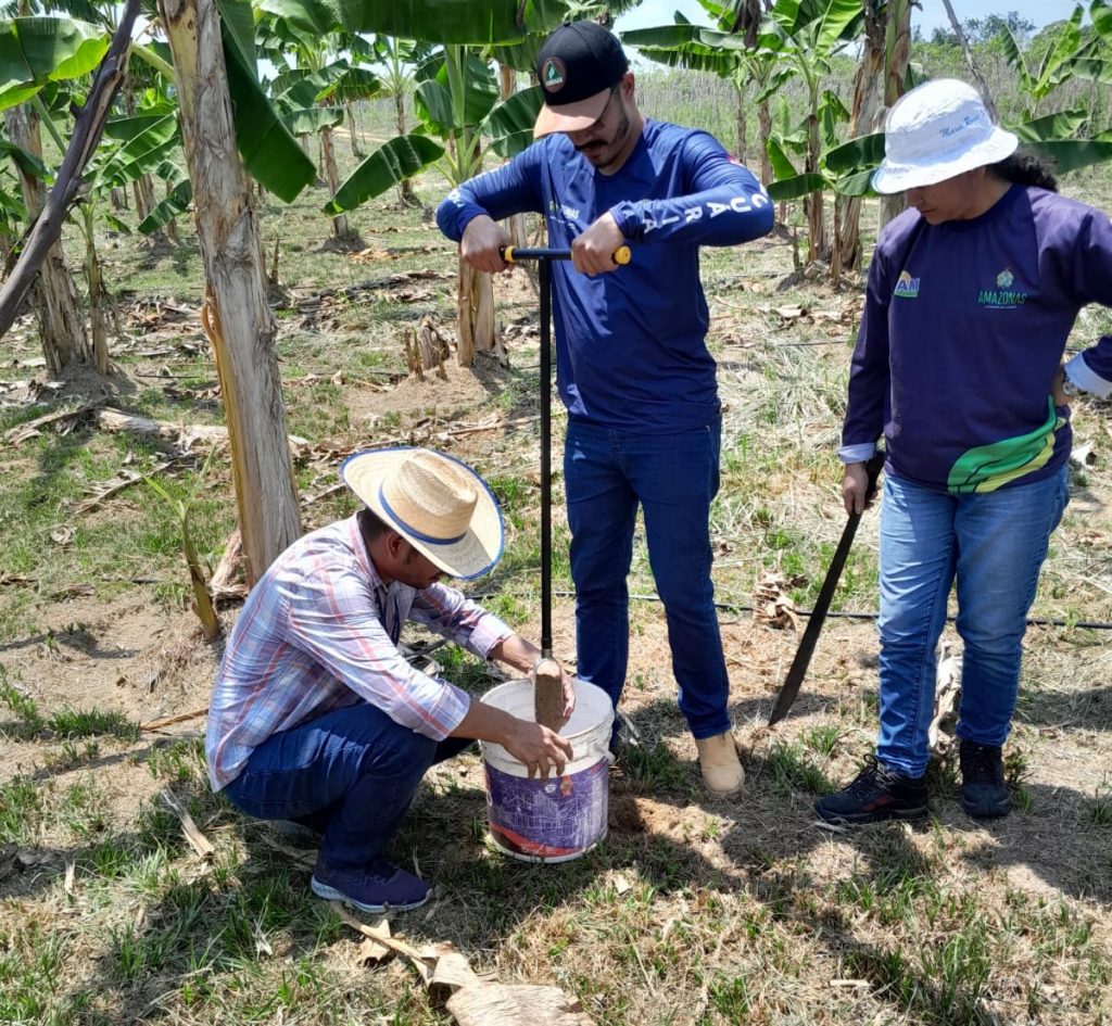 Em Manacapuru, Idam implementa Unidade Demonstrativa de guaraná para estimular produção local