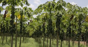 Em Rio Preto da Eva, Sepror destaca fertilizante orgânico como chave para uma agricultura sustentávelSepror e Idam têm sido pilares na difusão de práticas sustentáveis, além de fornecer orientação e treinamento sobre o uso adequado dos fertilizantes orgânicos. Em Rio Preto da Eva, Sepror destaca fertilizante orgânico como chave para uma agricultura sustentável