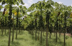 Em Rio Preto da Eva, Sepror destaca fertilizante orgânico como chave para uma agricultura sustentávelSepror e Idam têm sido pilares na difusão de práticas sustentáveis, além de fornecer orientação e treinamento sobre o uso adequado dos fertilizantes orgânicos. Em Rio Preto da Eva, Sepror destaca fertilizante orgânico como chave para uma agricultura sustentável
