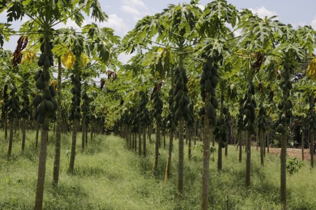 Em Rio Preto da Eva, Sepror destaca fertilizante orgânico como chave para uma agricultura sustentável