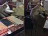 Na Índia, macaco é flagrado ao computador em escritório de estação ferroviária Vídeo: Na Índia, macaco é flagrado ao computador em escritório de estação ferroviária
