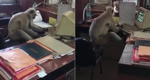 Na Índia, macaco é flagrado ao computador em escritório de estação ferroviáriaEssa espécie de macaco, os Langurs, são conhecidos por sua inteligência e capacidade de aprender novos comportamentos. Vídeo: Na Índia, macaco é flagrado ao computador em escritório de estação ferroviária